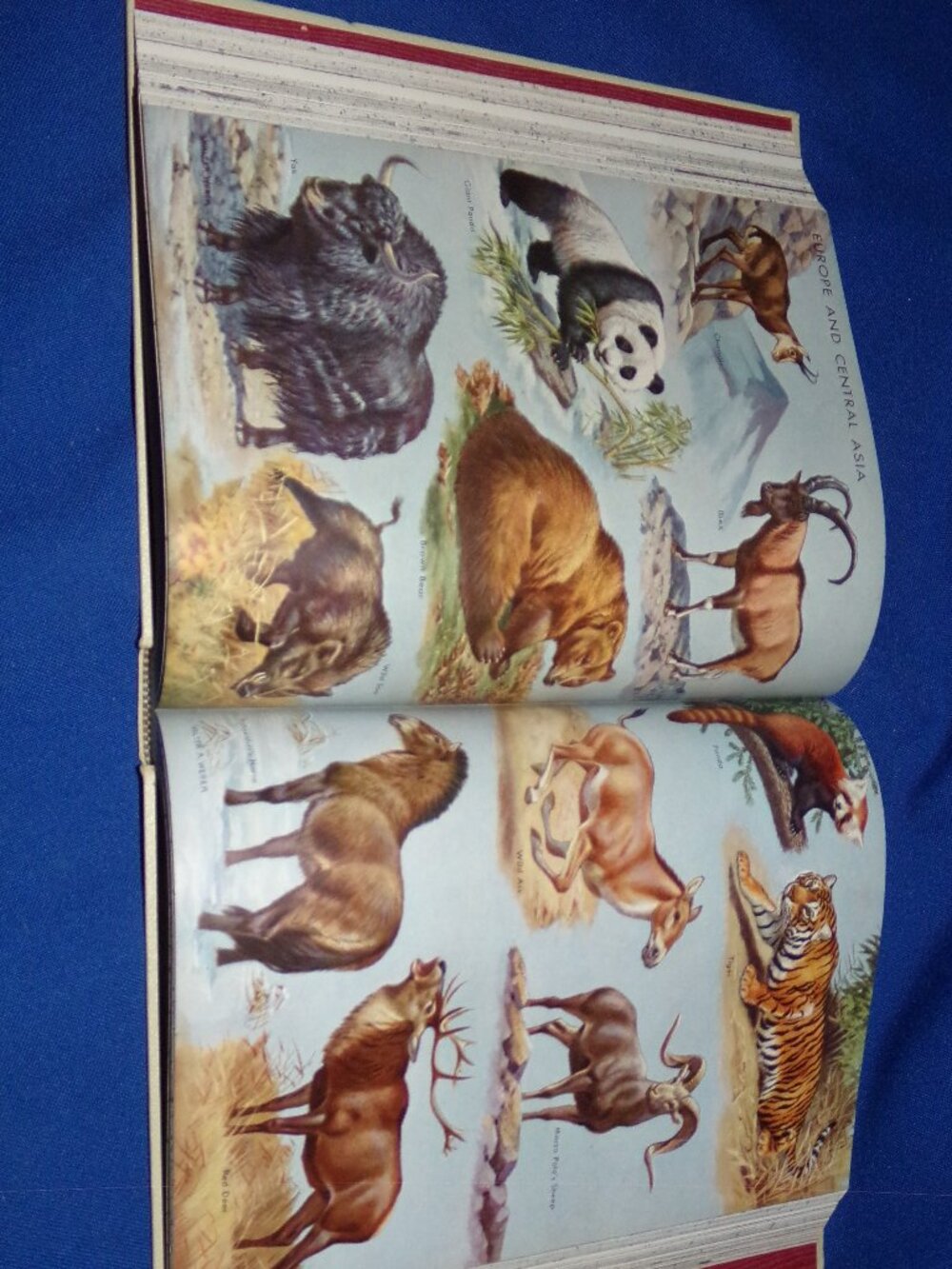 Vintage World Book Encyclopedia - Vol. I (A) - 1959 - Great For Home School!